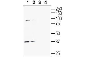 anti-G Protein-Coupled Receptor 142 (GPR142) (AA 291-304), (Extracellular) antibody