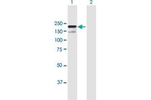 Western Blot analysis of SCAPER expression in transfected 293T cell line by SCAPER MaxPab polyclonal antibody. (SCAPER Antikörper  (AA 1-1399))