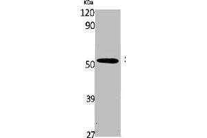 Western Blot analysis of K562 cells using Smad5 Polyclonal Antibody