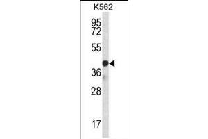 SP6 Antibody (Center) (ABIN656940 and ABIN2846130) western blot analysis in K562 cell line lysates (35 μg/lane). (SP6 Antikörper  (AA 196-225))