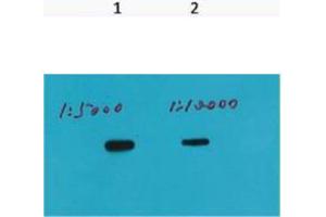 Western Blot (WB) analysis of Recombinant protein, (Q72) diluted at 1) 1:5000, 2) 1:10000. (HSV Tag Antikörper)