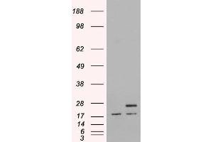 HEK293 overexpressing Human PGRMC1 and probed with ABIN2564496 (mock transfection in first lane). (PGRMC1 Antikörper  (C-Term))