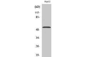 Western Blotting (WB) image for anti-PBX/knotted 1 Homeobox 2 (PKNOX2) (C-Term) antibody (ABIN3177010) (PKNOX2 Antikörper  (C-Term))