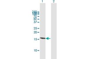 Western Blot analysis of RBX1 expression in transfected 293T cell line by RBX1 MaxPab polyclonal antibody.