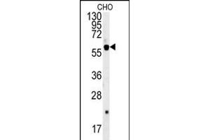 SLC16A9 Antibody (Center) (ABIN652115 and ABIN2840554) western blot analysis in CHO cell line lysates (35 μg/lane). (SLC16A9 Antikörper  (AA 194-223))