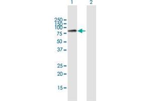 Western Blot analysis of MCM7 expression in transfected 293T cell line by MCM7 MaxPab polyclonal antibody. (MCM7 Antikörper  (AA 1-719))