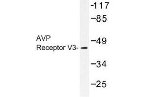 Image no. 1 for anti-Arginine Vasopressin Receptor 1B (AVPR1B) antibody (ABIN317776) (AVPR1B Antikörper)