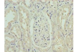 Immunohistochemistry of paraffin-embedded human kidney tissue using ABIN7163080 at dilution of 1:100 (Phenylalanine Hydroxylase Antikörper  (AA 2-452))