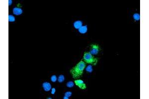 Anti-GOLM1 mouse monoclonal antibody (ABIN2455433) immunofluorescent staining of COS7 cells transiently transfected by pCMV6-ENTRY GOLM1 (RC200086). (GOLM1 Antikörper)
