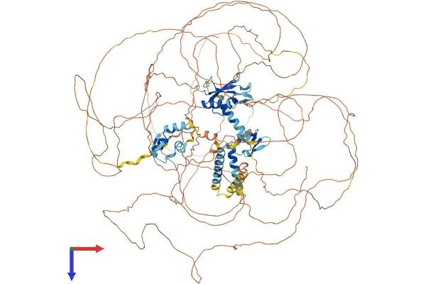 RBM20 Protein (AA 1-1227) (His tag)
