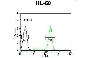 HSP90AB1 Antibody (C-term) (ABIN652406 and ABIN2841984) flow cytometric analysis of HL-60 cells (right histogram) compared to a negative control cell (left histogram). (HSP90AB1 Antikörper  (C-Term))