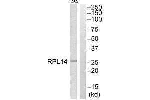 Western Blotting (WB) image for anti-Ribosomal Protein L14 (RPL14) (Internal Region) antibody (ABIN1850612) (RPL14 Antikörper  (Internal Region))