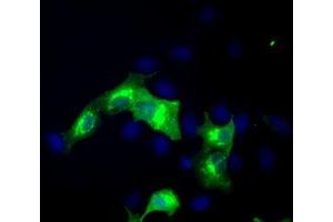 Immunofluorescence (IF) image for anti-erythroblast Membrane-Associated Protein (Scianna Blood Group) (ERMAP) antibody (ABIN1498106) (ERMAP Antikörper)