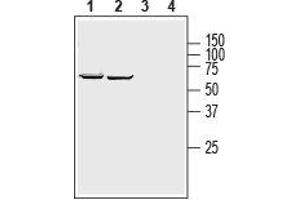 Western blot analysis of human Jurkat T-cell leukemia cell line (lanes 1 and 3) and human K562 chronic myelogenous leukemia cell line (lanes 2 and 4) lysates: - 1,2. (SLC39A8 Antikörper  (2nd Extracellular Loop))