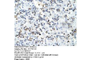 Rabbit Anti-PRMT2 Antibody  Paraffin Embedded Tissue: Human Liver Cellular Data: Liver cells Antibody Concentration: 4. (PRMT2 Antikörper  (N-Term))