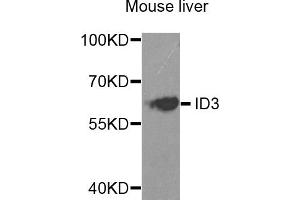 Western blot analysis of extracts of mouse liver, using ID3 antibody. (ID3 Antikörper)