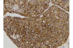 ABIN6279131 at 1/100 staining Human pancreas tissue by IHC-P. (APOL3 Antikörper  (N-Term))