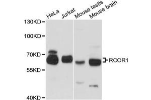 Western blot analysis of extracts of various cell lines, using RCOR1 antibody. (CoREST Antikörper)