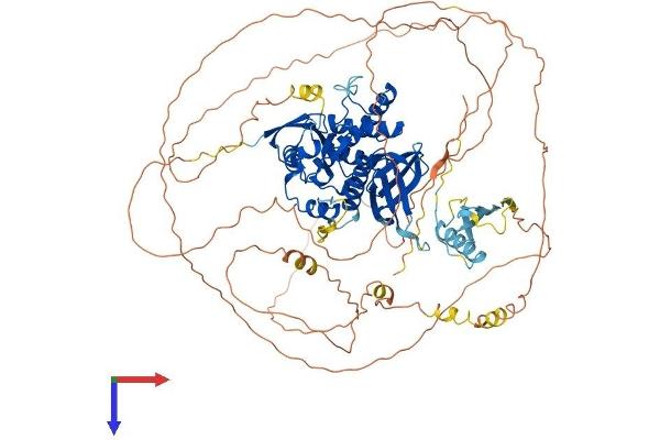 EPB41L3 Protein (AA 1-929) (His tag)