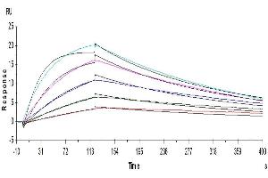 Biotinylated Human IL-18 R1, His Tag captured on CM5-SA Chip can bind Human IL-18, No Tag with an affinity constant of 1. (IL18R1 Protein (AA 19-329) (His-Avi Tag,Biotin))