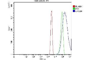 anti-Cytoplasmic Polyadenylation Element Binding Protein 4 (CPEB4) (AA 3-462) antibody