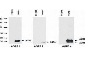 Western Blotting (WB) image for anti-Anterior Gradient 3 (AGR3) antibody (ABIN614768)