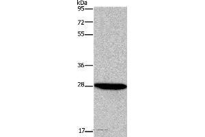Western blot analysis of HepG2 cell, using FGF17 Polyclonal Antibody at dilution of 1:600 (FGF17 Antikörper)