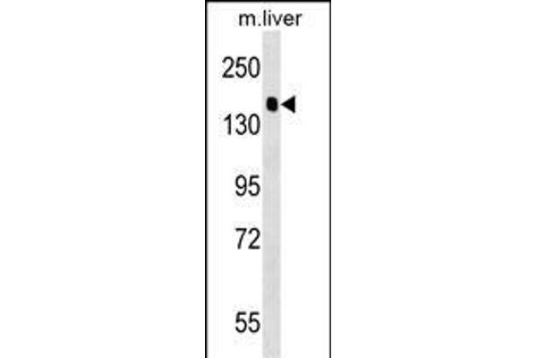 PPFIA2 Antikörper  (AA 571-599)