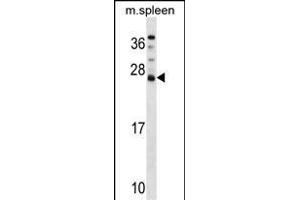 DNAJC5B Antibody (Center) (ABIN1538501 and ABIN2849474) western blot analysis in mouse spleen tissue lysates (35 μg/lane). (DNAJC5B Antikörper  (AA 58-84))