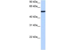 Western Blotting (WB) image for anti-Chromobox Homolog 2 (CBX2) antibody (ABIN2463437) (CBX2 Antikörper)