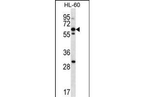 NPTXR Antibody (Center) (ABIN657067 and ABIN2846231) western blot analysis in HL-60 cell line lysates (35 μg/lane). (NPTXR Antikörper  (AA 180-209))