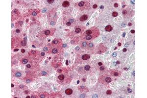 Anti-NPM1 antibody IHC of human liver. (NPM1 Antikörper  (AA 81-294))