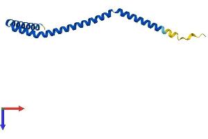 MEF2BNB Protein (AA 1-120) (His tag)
