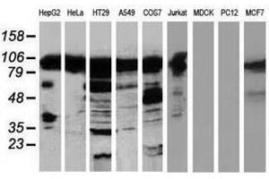 Image no. 1 for anti-Transforming, Acidic Coiled-Coil Containing Protein 3 (TACC3) antibody (ABIN1498101) (TACC3 Antikörper)
