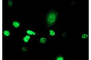 Anti-ATRIP mouse monoclonal antibody (ABIN2455758) immunofluorescent staining of COS7 cells transiently transfected by pCMV6-ENTRY ATRIP (RC223562). (ATRIP Antikörper  (AA 42-309))