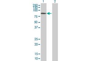 Western Blot analysis of METTL3 expression in transfected 293T cell line by METTL3 MaxPab polyclonal antibody. (METTL3 Antikörper  (AA 1-580))