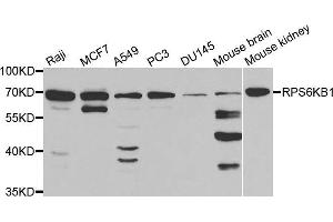 Western blot analysis of extracts of various cell lines, using RPS6KB1 antibody (ABIN5971216) at 1/1000 dilution. (RPS6KB1 Antikörper)