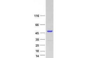 Validation with Western Blot (ADPRM Protein (Myc-DYKDDDDK Tag))