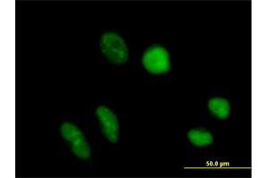 Immunofluorescence of purified MaxPab antibody to TRUB1 on HeLa cell. (TRUB1 Antikörper  (AA 1-349))