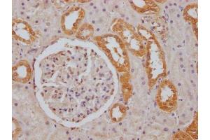 IHC image of ABIN7152743 diluted at 1:100 and staining in paraffin-embedded human kidney tissue performed on a Leica BondTM system. (FGGY Antikörper  (AA 1-244))