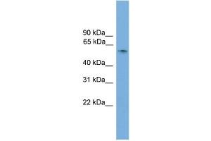 WB Suggested Anti-Sox10 Antibody Titration:  0. (SOX10 Antikörper  (N-Term))