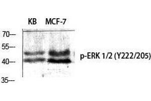 Western Blot (WB) analysis of specific cells using Phospho-ERK 1/2 (Y222/205) Polyclonal Antibody. (ERK1/2 Antikörper  (pTyr205, pTyr222))