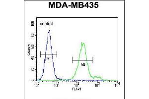 Flow cytometric analysis of MDA-MB435 cells (right histogram) compared to a negative control cell (left histogram). (OR6V1 Antikörper  (C-Term))