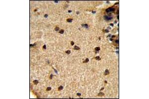 AP18036PU-N GLS Antibody staining of Formalin-fixed, Paraffin-Embedded Human brain tissue using peroxidase-conjugated secondary antibody, followed by DAB staining. (Glutaminase Kidney Isoform (C-Term) Antikörper)