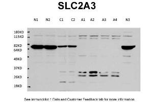 WB Suggested Anti-SLC2A3 Antibody Titration: 1 ug/mlPositive Control: Cultured mouse primary cortex neuron, mouse cerebellum tissue sample, cultured mouse primary cortex astrocyte, (SLC2A3 Antikörper  (Middle Region))
