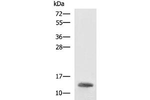 Western blot analysis of K562 cell lysate using HBZ Polyclonal Antibody at dilution of 1:1600 (HBZ Antikörper)