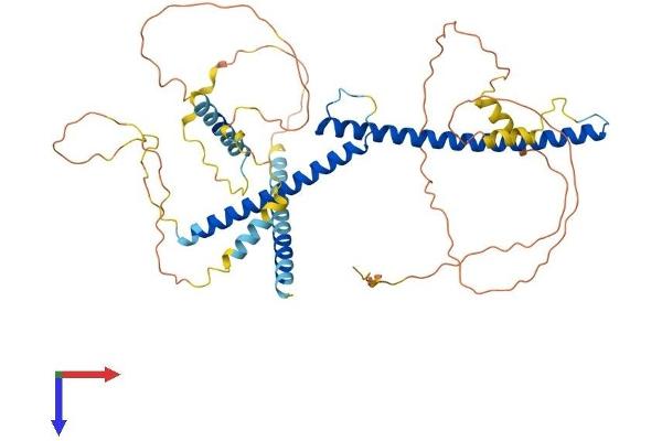TFEB Protein (AA 1-475) (His tag)