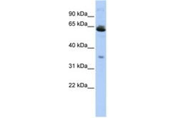 TOMM40L Antikörper  (AA 107-156)