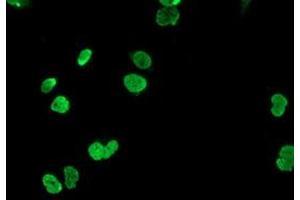 Anti-HOXC11 mouse monoclonal antibody (ABIN2454334) immunofluorescent staining of COS7 cells transiently transfected by pCMV6-ENTRY HOXC11 (RC201475). (HOXC11 Antikörper)