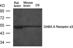 Western blot analysis of extract from rat brain and mouse brain tissue and C6 cells using GABA A Receptor a3 Antibody (GABRA3 Antikörper)